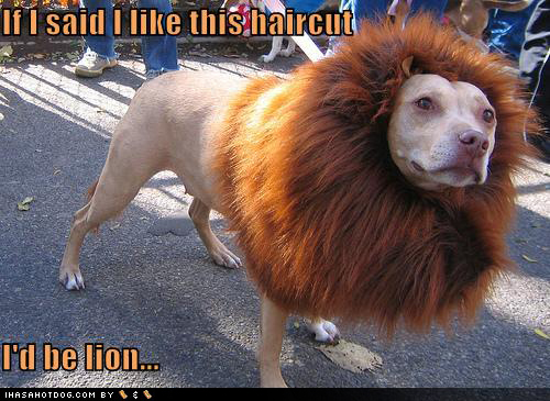 lion-haircut-dog